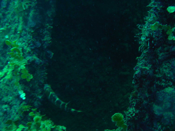 Tateyama Maru #2