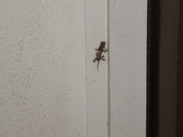 lizard in door